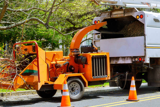 Best Tree Root Removal  in Bryant, AR